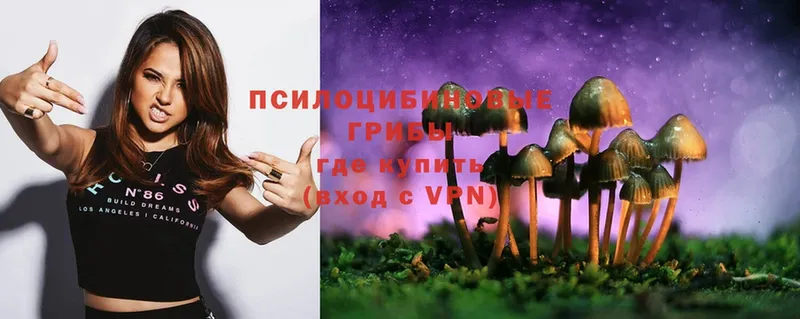 Галлюциногенные грибы Psilocybe  купить закладку  Короча 